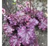 Гейхера Плам Роял (Plum Royal) C1